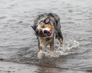 Australian shepherd dog shaking his head