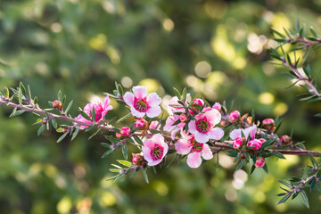 pink New Zealand tea tree flowers in bloom with blurred background and copy space