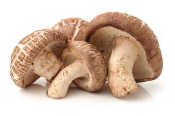 Shiitake mushroom on the White background 