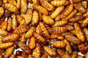Silkworm pupae on white background
