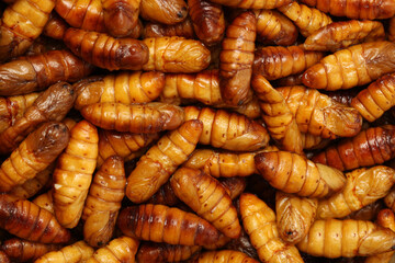 Silkworm pupae on white background