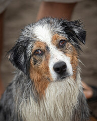 portrait of wet australian shepherd dog