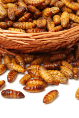 Silkworm pupae on white background