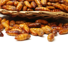 Silkworm pupae on white background