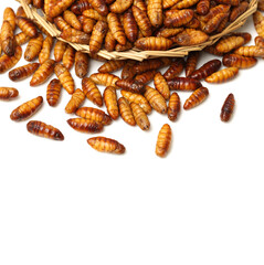 Silkworm pupae on white background