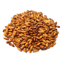 Silkworm pupae on white background
