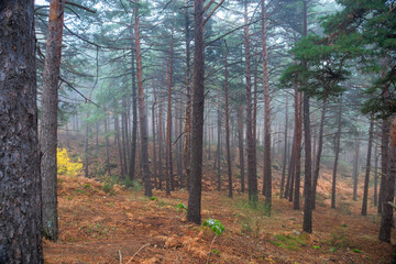 autumn forest landscape in foggy autumn
