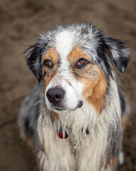portrait of wet australian shepherd dog