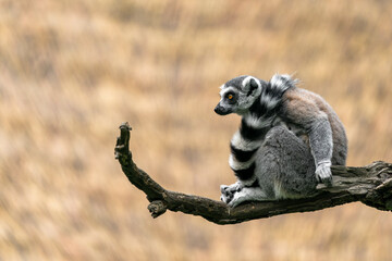 The ring-tailed lemur (Lemur catta) is a large strepsirrhine primate and the most recognized lemur due to its long, black and white ringed tail. It belongs to Lemuridae, one of five lemur families.