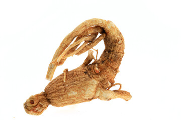 Ginseng on a white background