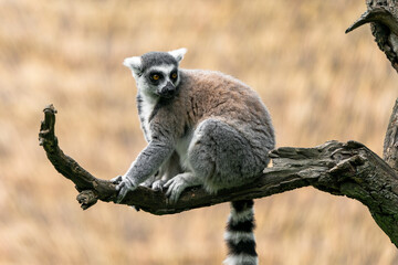 The ring-tailed lemur (Lemur catta) is a large strepsirrhine primate and the most recognized lemur due to its long, black and white ringed tail. It belongs to Lemuridae, one of five lemur families.