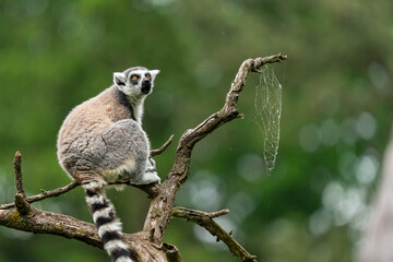 The ring-tailed lemur (Lemur catta) is a large strepsirrhine primate and the most recognized lemur due to its long, black and white ringed tail. It belongs to Lemuridae, one of five lemur families.