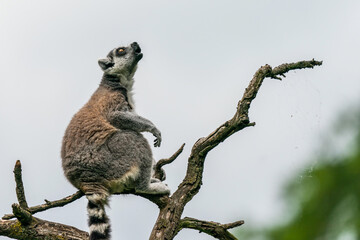 The ring-tailed lemur (Lemur catta) is a large strepsirrhine primate and the most recognized lemur...