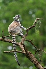 The ring-tailed lemur (Lemur catta) is a large strepsirrhine primate and the most recognized lemur due to its long, black and white ringed tail. It belongs to Lemuridae, one of five lemur families.