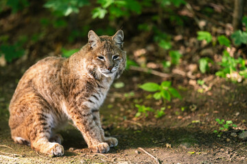 Fototapeta na wymiar The bobcat (Lynx rufus), also known as the red lynx, is a medium-sized cat native to North America. It ranges from southern Canada through most of the contiguous United States to Oaxaca in Mexico.