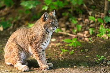 Naklejka na ściany i meble The bobcat (Lynx rufus), also known as the red lynx, is a medium-sized cat native to North America. It ranges from southern Canada through most of the contiguous United States to Oaxaca in Mexico.