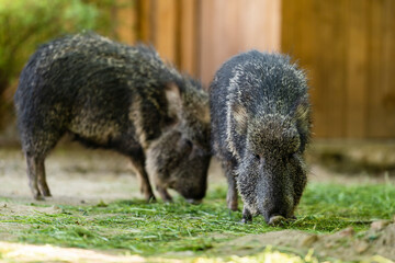 The Chacoan peccary or tagua (Catagonus wagneri) is the last extant species of the genus Catagonus, found in the Gran Chaco of Paraguay, Bolivia, and Argentina. Approximately 3,000 remain in the world - obrazy, fototapety, plakaty