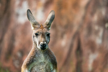 The dusky pademelon or dusky wallaby (Thylogale brunii) is a species of marsupial in the family Macropodidae. It is found in the Aru and Kai islands and the Trans-Fly savanna and grasslands ecoregion.