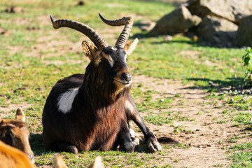 Lechwe belong to a family of African antelope known as Reduncines. Nile lechwe are native to the floodplains of the Nile River Valley. Most of the population lives in southern Sudan. Male. © Ondrej Novotny