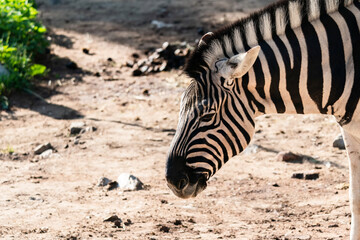 The plains zebra (Equus quagga, formerly Equus burchellii), also known as the common zebra, is the most common and geographically widespread species of zebra.
