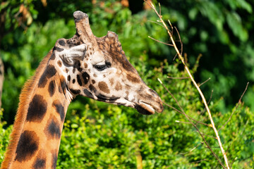 The giraffe (Giraffa) is an African artiodactyl mammal, the tallest living terrestrial animal and the largest ruminant. It is traditionally considered to be one species, Giraffa camelopardalis.