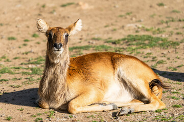 Lechwe belong to a family of African antelope known as Reduncines. Nile lechwe are native to the floodplains of the Nile River Valley. Most of the population lives in southern Sudan. Female.