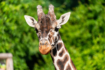 Naklejka na ściany i meble The giraffe (Giraffa) is an African artiodactyl mammal, the tallest living terrestrial animal and the largest ruminant. It is traditionally considered to be one species, Giraffa camelopardalis.