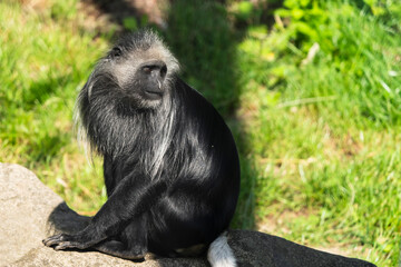 The king colobus (Colobus polykomos), also known as the western black-and-white colobus, is a species of Old World monkey, found in lowland and mountain rainforests in a region stretching from Senegal