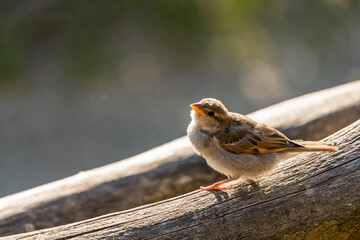 Small bird on tree and sunset shine.