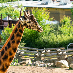 The giraffe (Giraffa) is an African artiodactyl mammal, the tallest living terrestrial animal and the largest ruminant. It is traditionally considered to be one species, Giraffa camelopardalis.