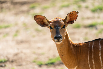 Obraz premium The bongo (Tragelaphus eurycerus) is a herbivorous, mostly nocturnal forest ungulate. Bongos are characterised by a striking reddish-brown coat, black and white markings, white-yellow stripes.