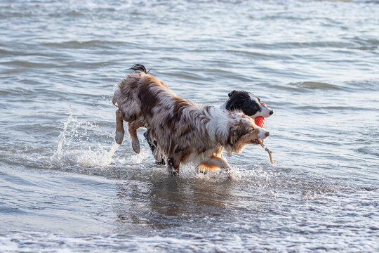 australian shepherd and border collie jumping in the ocean sharing a toy
