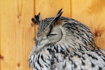 The Eurasian eagle-owl (Bubo bubo) is a species of eagle-owl that resides in much of Eurasia. It is also called the Uhu and in Europe, it is occasionally abbreviated to just the eagle-owl.