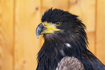 The golden eagle (Aquila chrysaetos) is a bird of prey living in the Northern Hemisphere. It is the most widely distributed species of eagle. Like all eagles, it belongs to the family Accipitridae.
