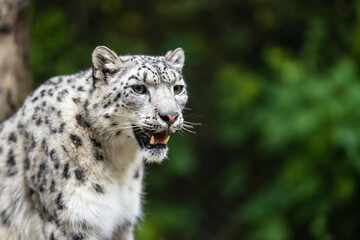 Naklejka na ściany i meble The snow leopard (Panthera uncia), also known as the ounce, is a felid in the genus Panthera native to the mountain ranges of Central and South Asia. It is listed as Vulnerable on the IUCN Red List.