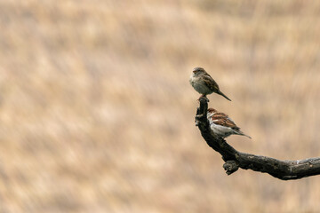 Bird on brach on sand background.