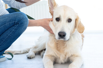 Examining of dog's ear at home by owner