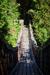 Fototapeta premium wooden bridge in the forest