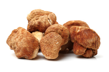 hericium erinaceus on white background