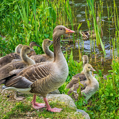 Goose family on the go