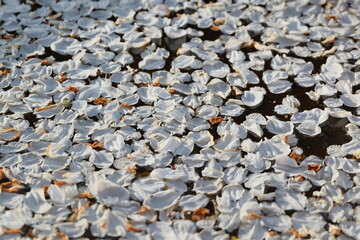 fallen leaves of blossoming apple tree flowers on water