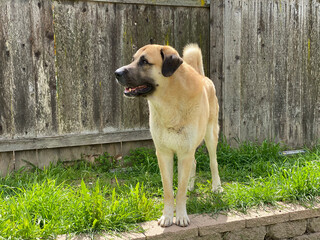 Anatolian Shepherd Dog - Red Fawn with black mask