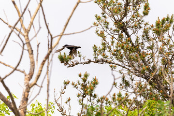 A black bird taking flight