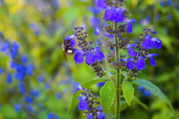 Pollination by bumblebees of sap flowers in the Sierra de Cacoma, Jalisco