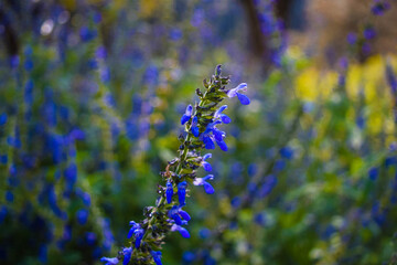 Wild purple sap flowers in the sierra de cacoma, jalisco