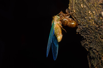 Cicada on a newly hatched tree from its metamorphosis in Autlan Jalisco