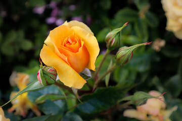 Beautiful yellow roses on the rose garden in summer