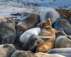 California elephant seals on the beach