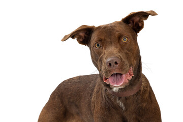 Happy Smiling Chocolate Labrador Crossbreed Closeup