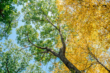 Obraz premium Green and yellow leaves in the forest